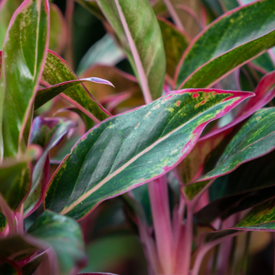 Aglaonema Crete