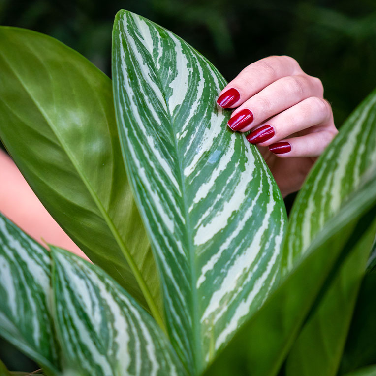 Aglaonema grond langer droog kopen