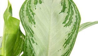Aglaonema Maria kopen