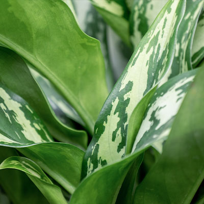 Aglaonema Maria kopen