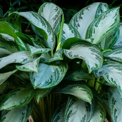 Aglaonema voor in de schaduw kopen