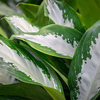 Aglaonema Silver kopen
