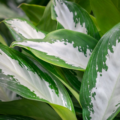 Aglaonema Silver Bay