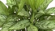 Aglaonema Silver kopen