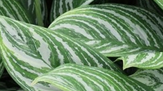 Aglaonema Stripes kopen