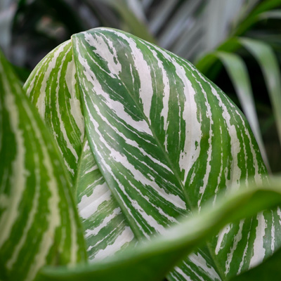 Aglaonema Stripes kopen