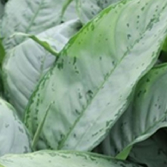 Aglaonema Freedman