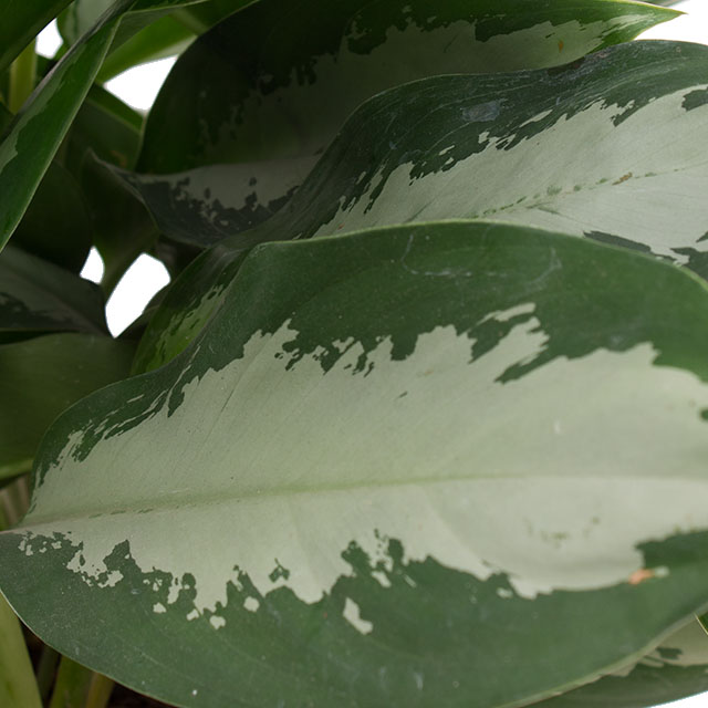 Aglaonema Silver