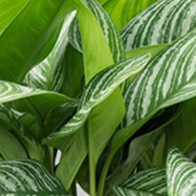 Aglaonema Stripes