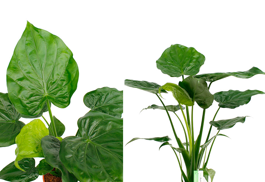 Alocasia Cucullata Alocasia Cucullata