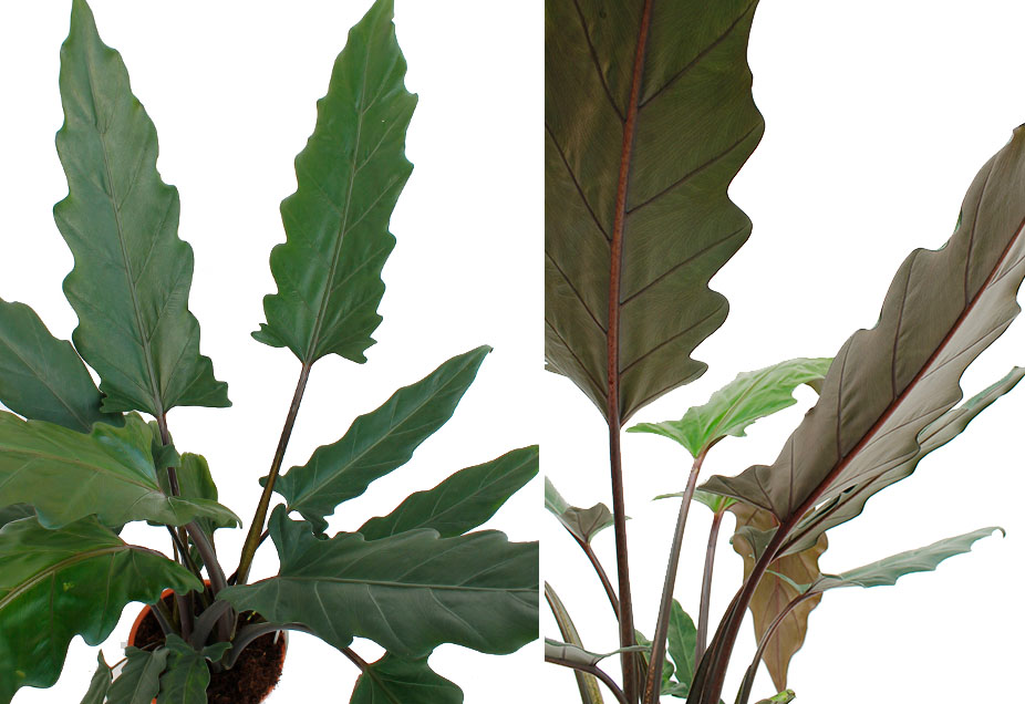 Alocasia Lauterbachiana Alocasia Lauterbachiana