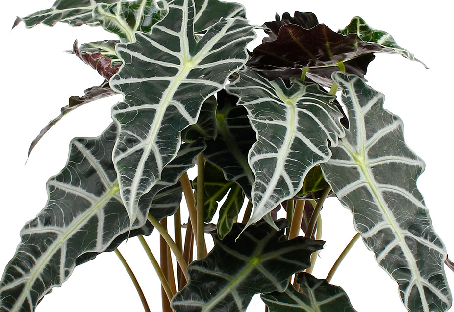 Alocasia Polly Alocasia Polly