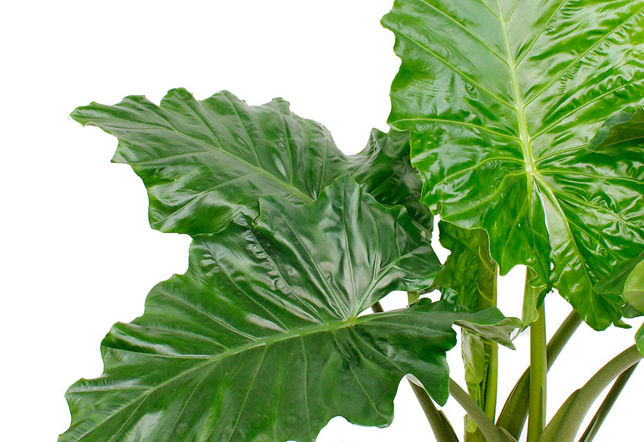 Alocasia Portadora Alocasia Portadora