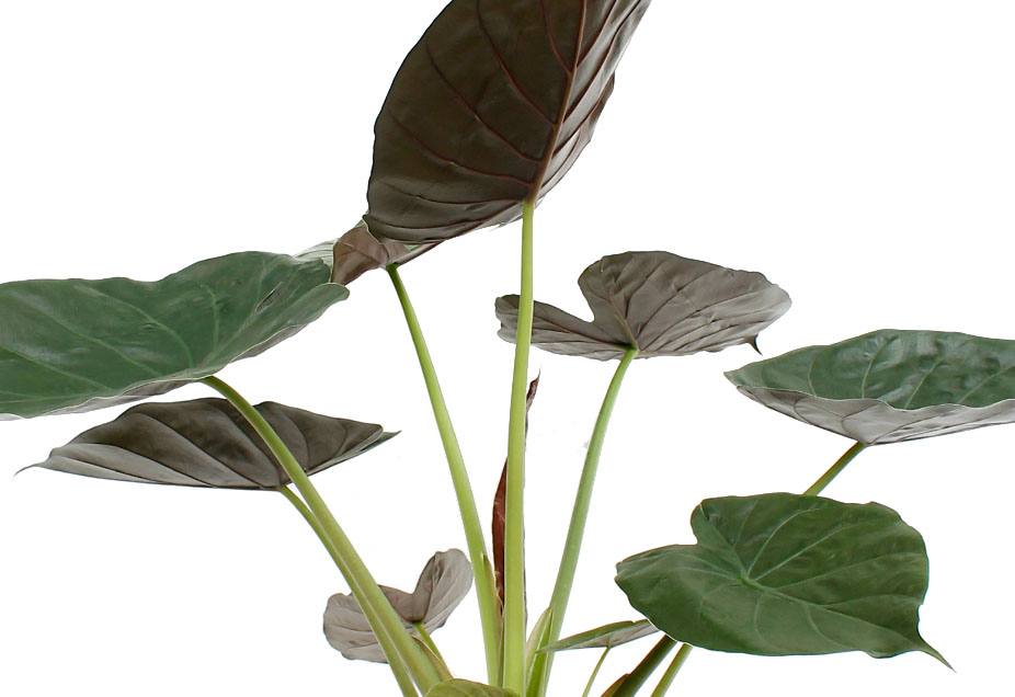 Alocasia Wentii Alocasia Wentii