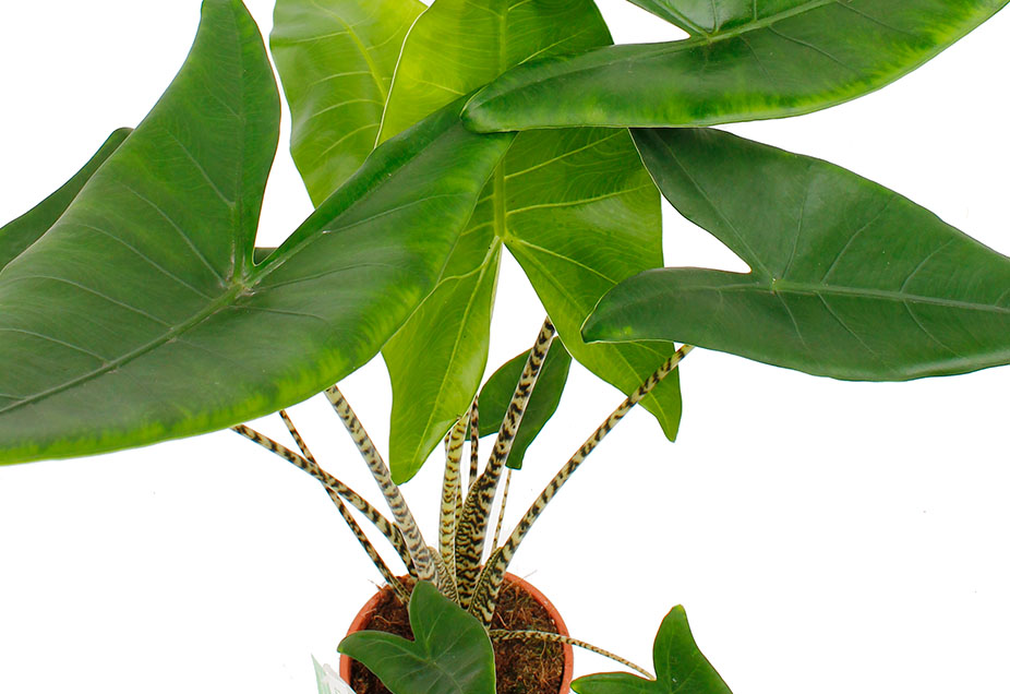 Alocasia Zebrina Alocasia Zebrina