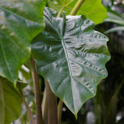 Alocasia Portadora