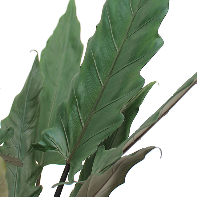 Alocasia Lauterbacchiana