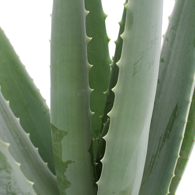 Aloe vera succulent kopen