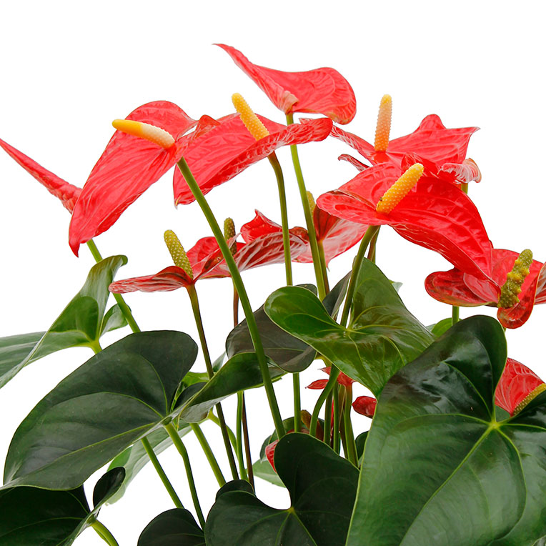 Anthurium kopen