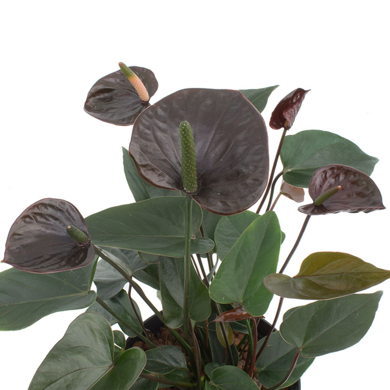 Anthurium hydrocultuur