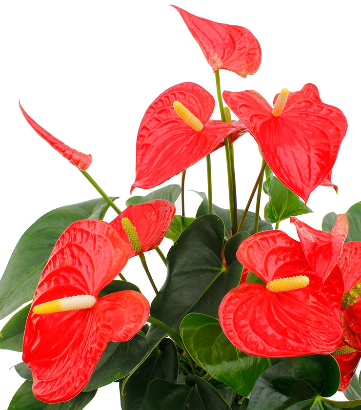 Anthurium in bak