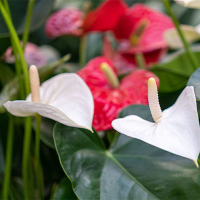 Anthurium kopen