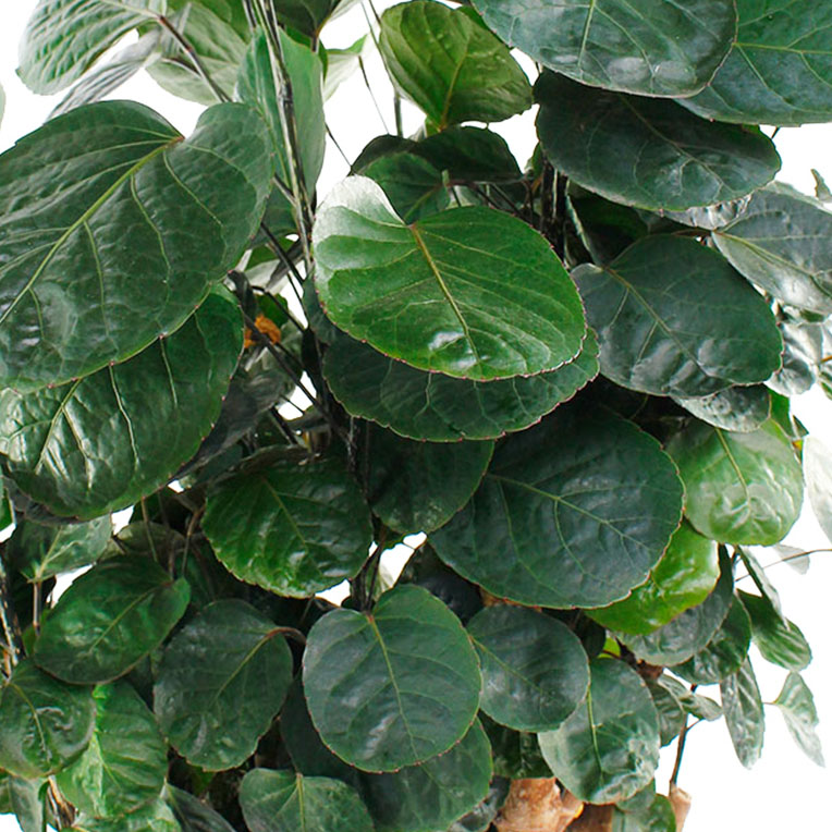 Aralia kopen