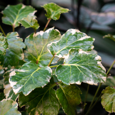 Aralia Balfouriana