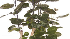 Aralia Fabian kopen