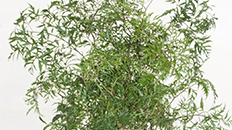 Aralia Ming kopen