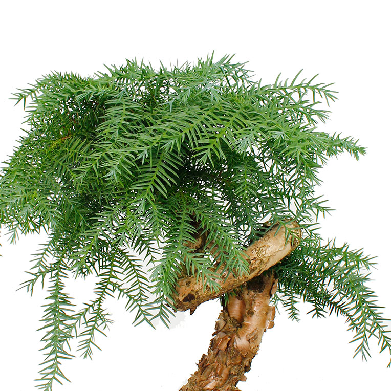 Araucaria kopen