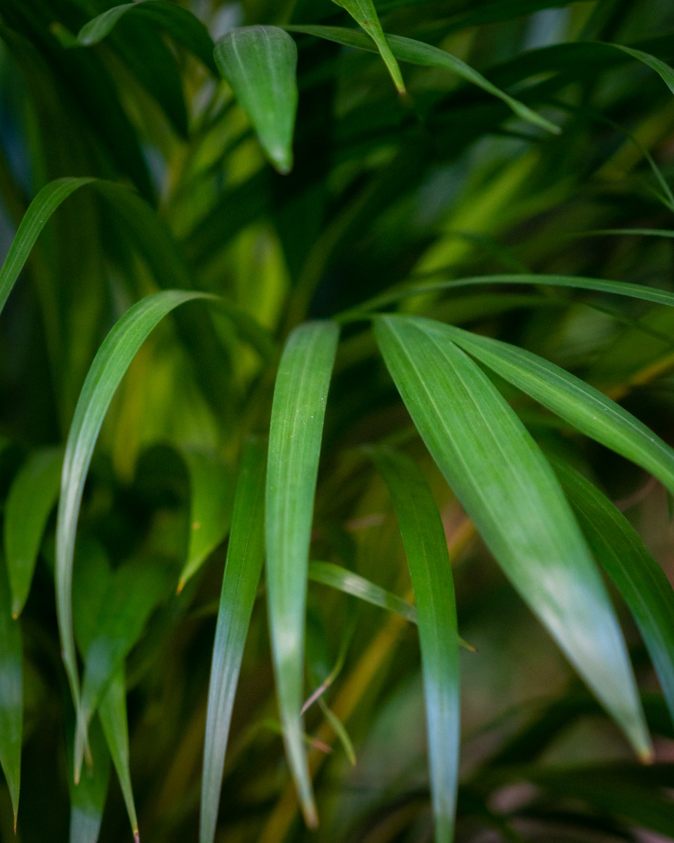 Areca Lutescens