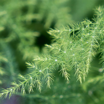 Asparagus kopen