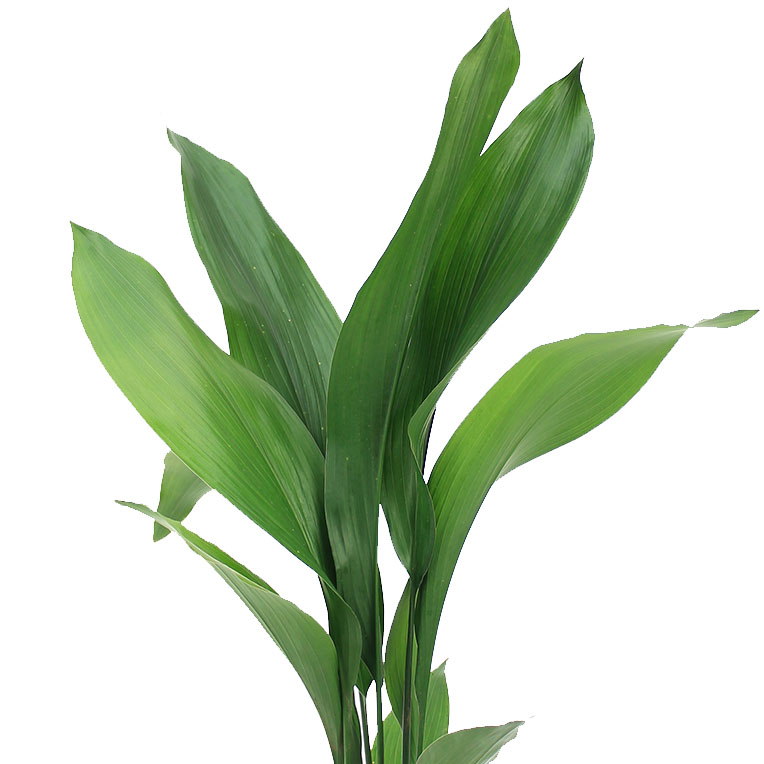 Aspidistra verzorging Aspidistra verzorging