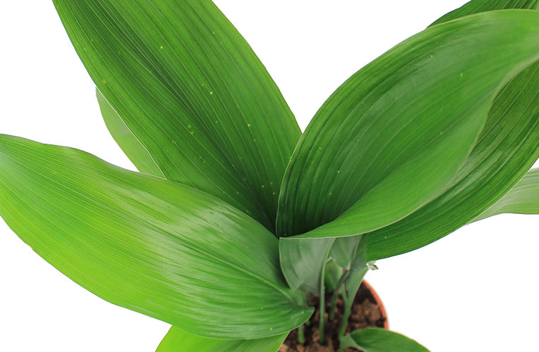 Aspidistra in bloei