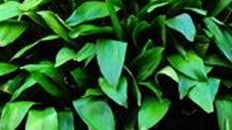 Aspidistra kopen