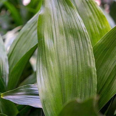 Aspidistra kopen