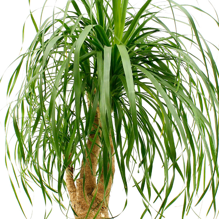 Beaucarnea hydrocultuur
