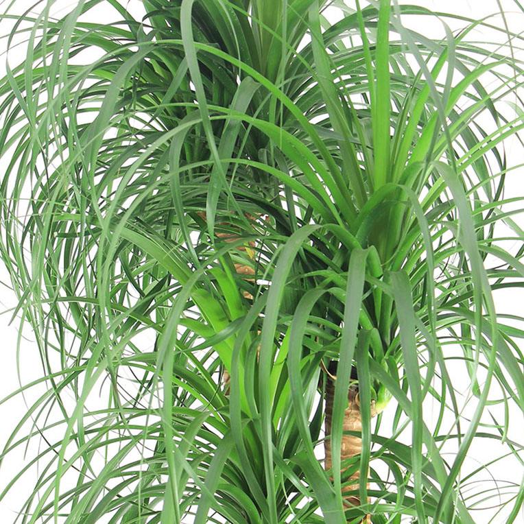 Beaucarnea voor een zonnige plek kopen