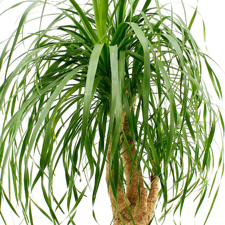 Beaucarnea bodem langer droog kopen Beaucarnea bodem langer droog kopen