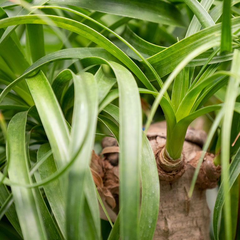 Beaucarnea voor een zonnige plek kopen