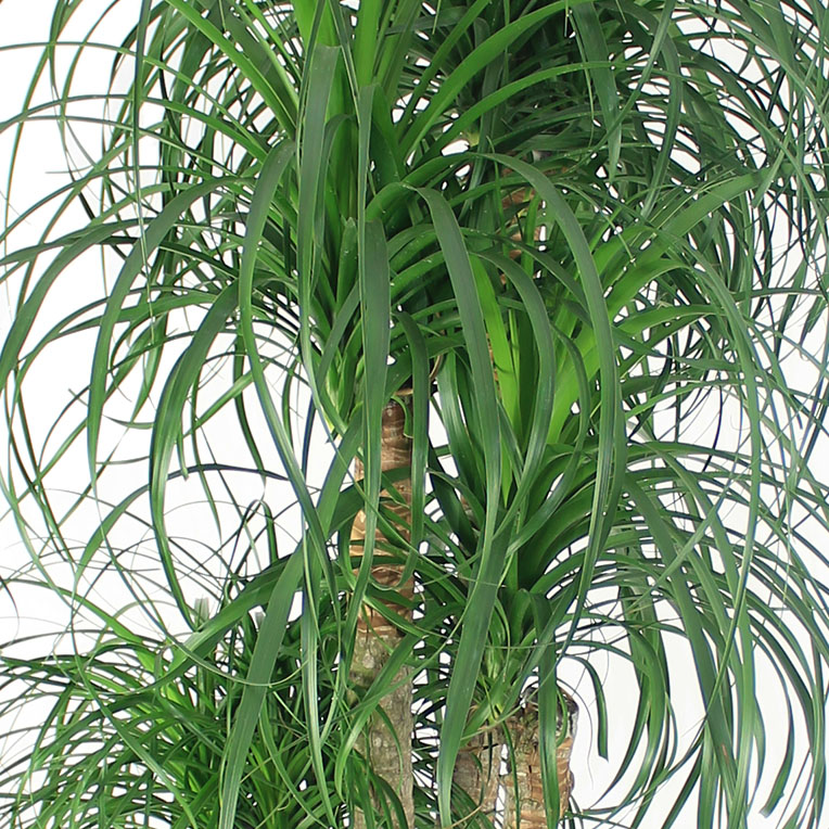 Beaucarnea kopen