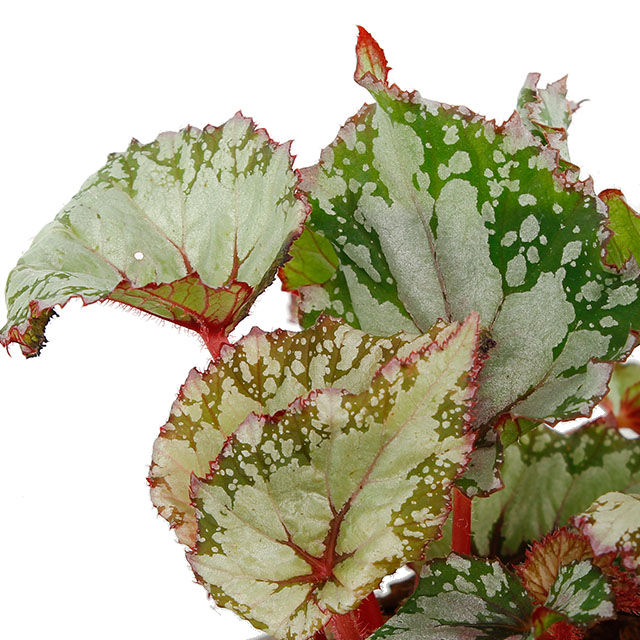 Begonia kopen?