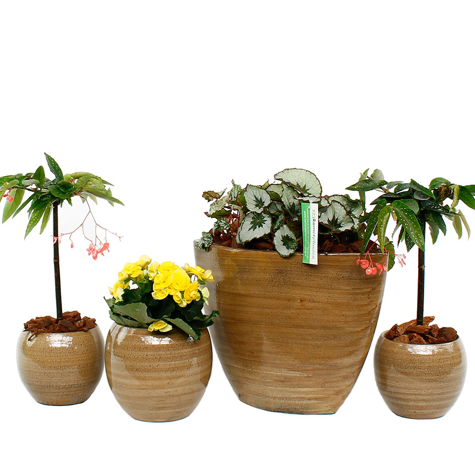 begonia verzorging begonia verzorging