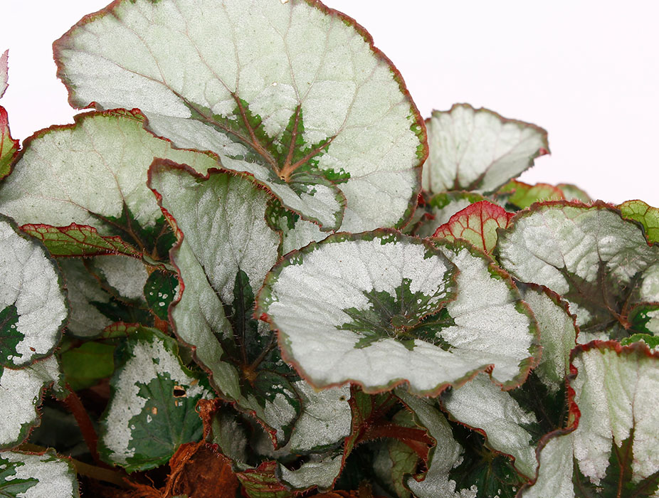 Begonia bladeren