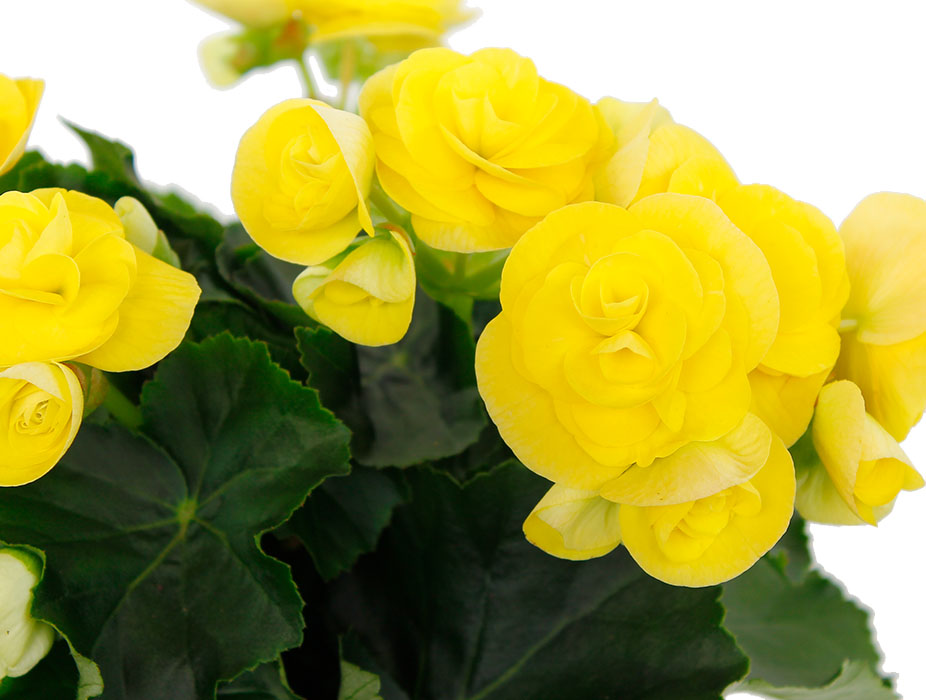 Begonia gele bloemen