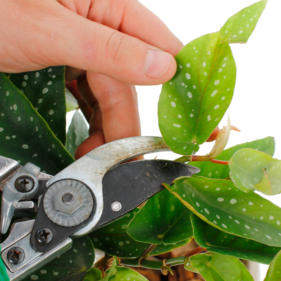 Begonia snoeien en knippen