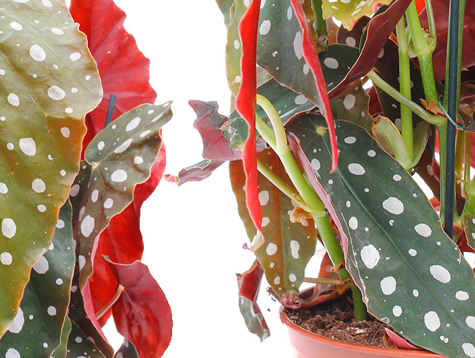 Begonia Maculata Begonia Maculata