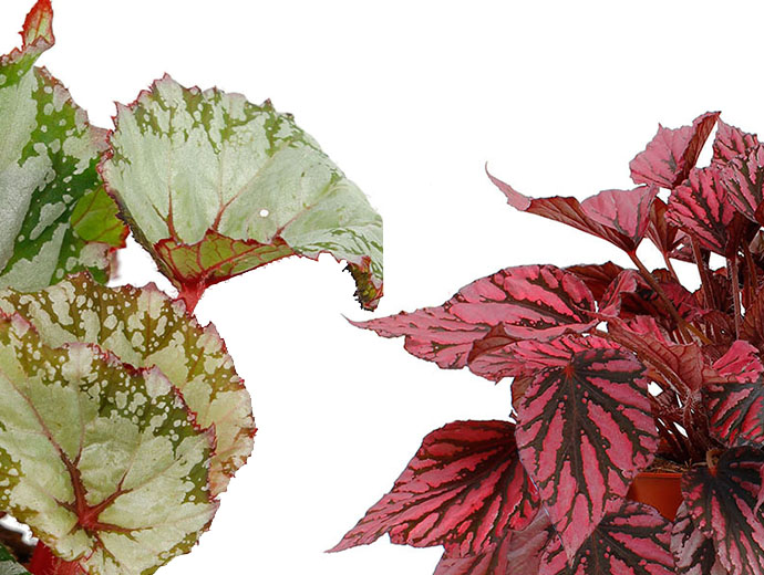 Begonia Rex Begonia Rex