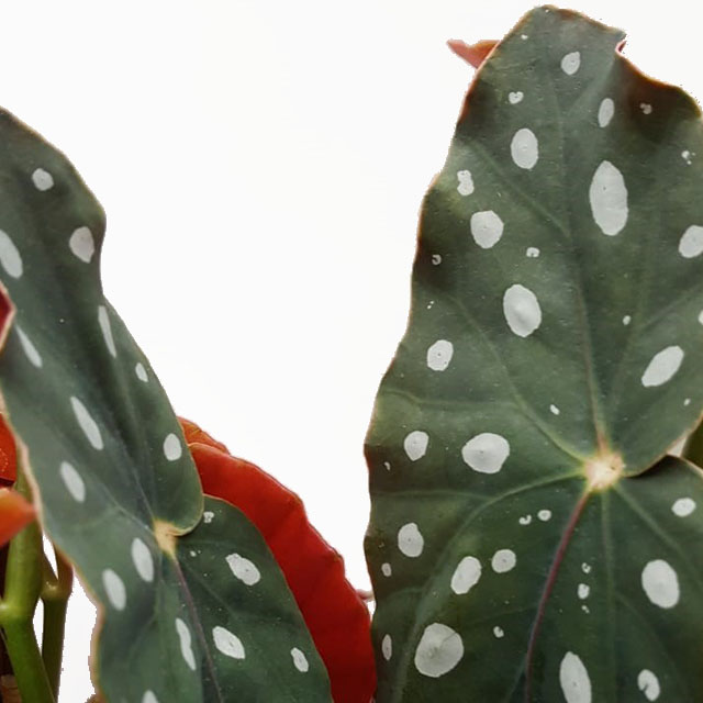 Stippenbegonia kopen?